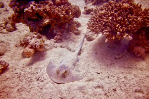 Blue spotted stingray